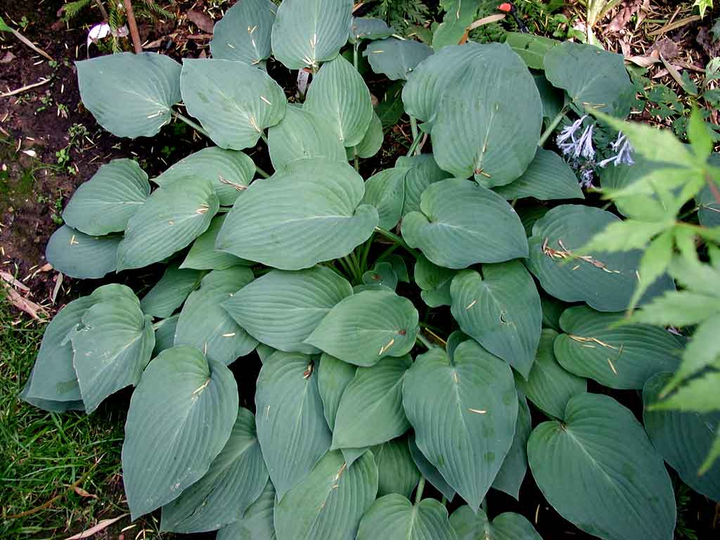 Hosta nakaiana Blue Boy 05.jpg